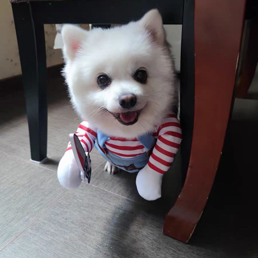 Halloween Pet Costume | Dog & Cat Outfits